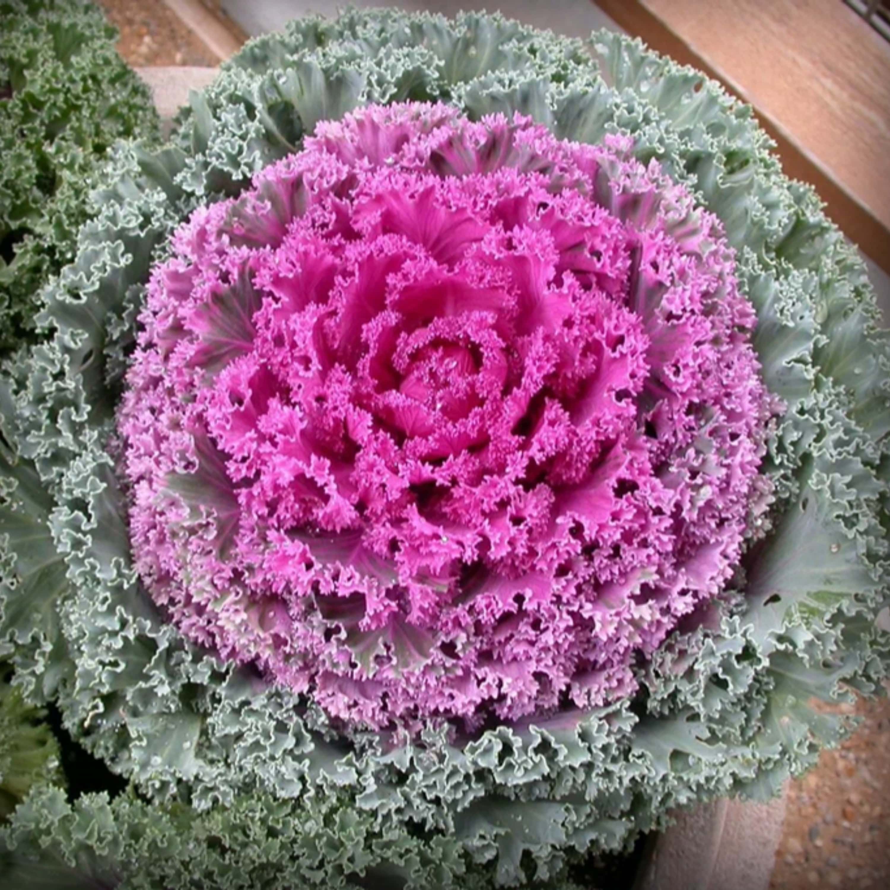 Ornamental Kale Round Seeds – 50 Seeds