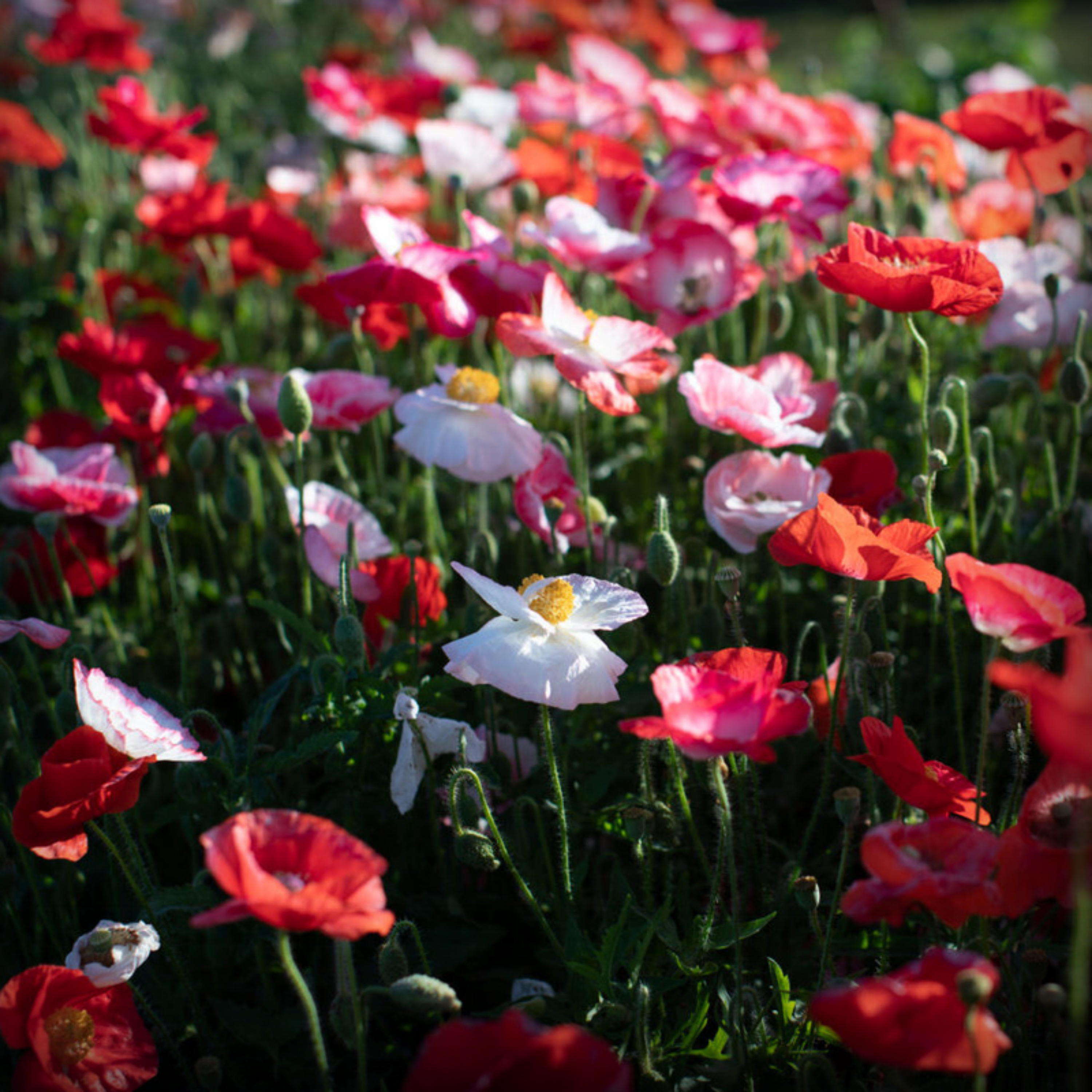 Poppy Shirley Seed - 100 Seeds