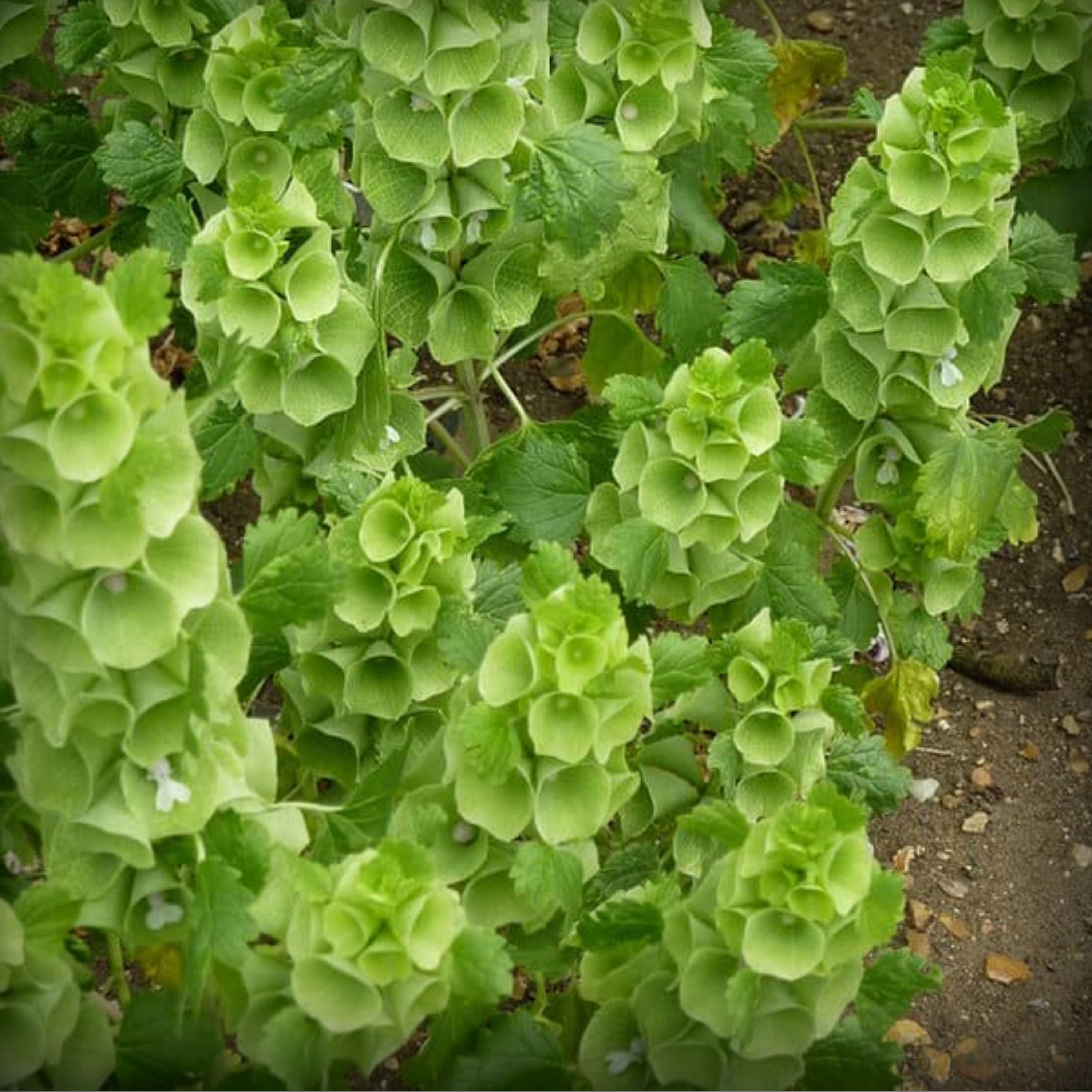 Moluccella Laevis (Bells of Ireland) Seeds – 50 Seeds