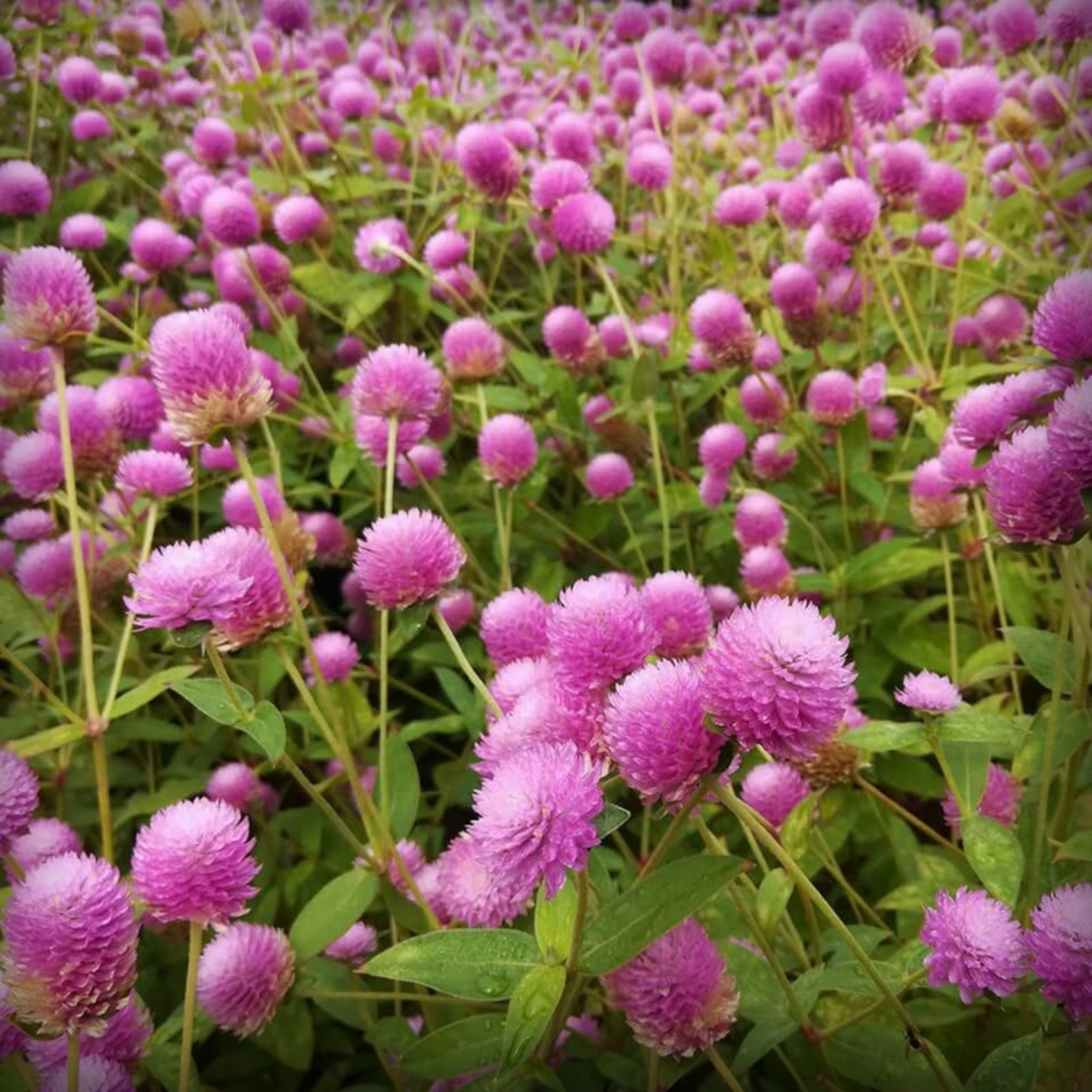 Gomphrena Seeds - 50 Seeds