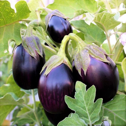 Brinjal Black Beauty Seeds - 50 Seeds