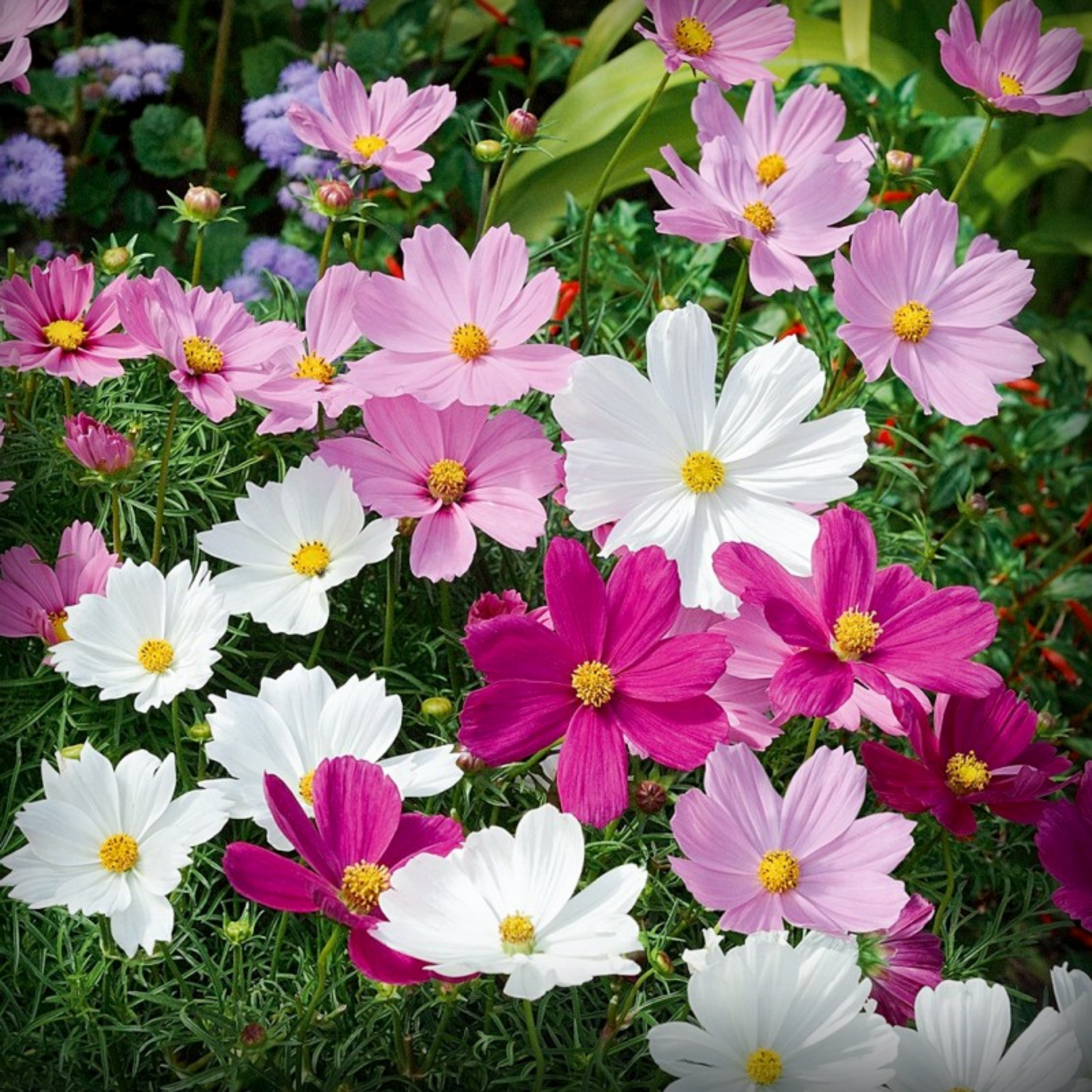 Cosmos Sensation Mix Seeds - 20 Seeds