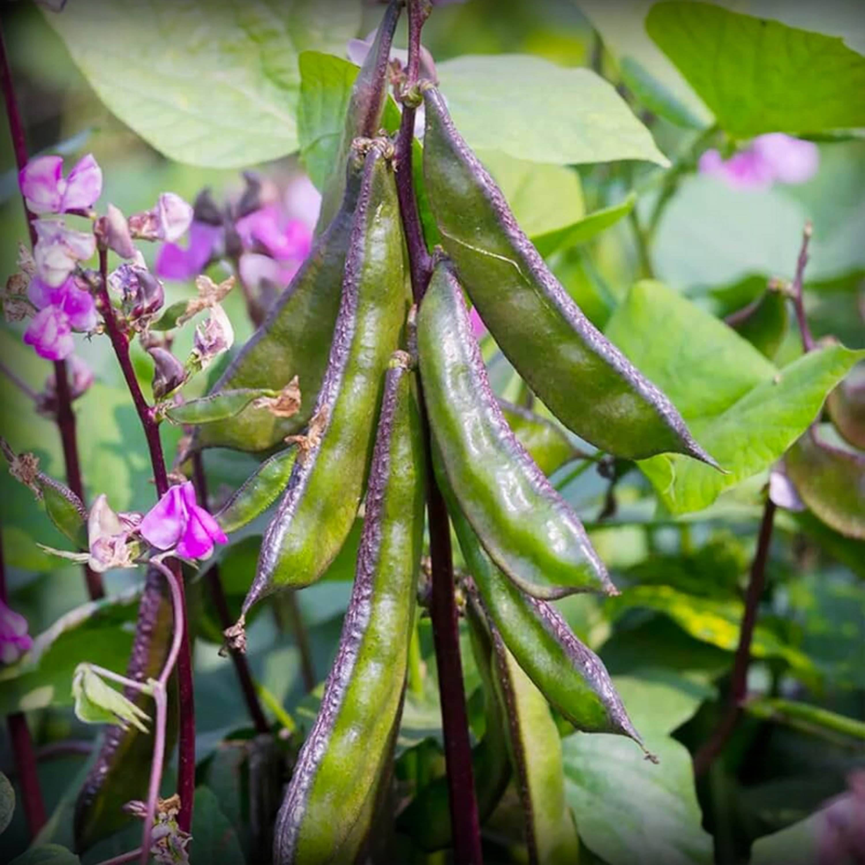Hybrid Dolichos Beans Seeds