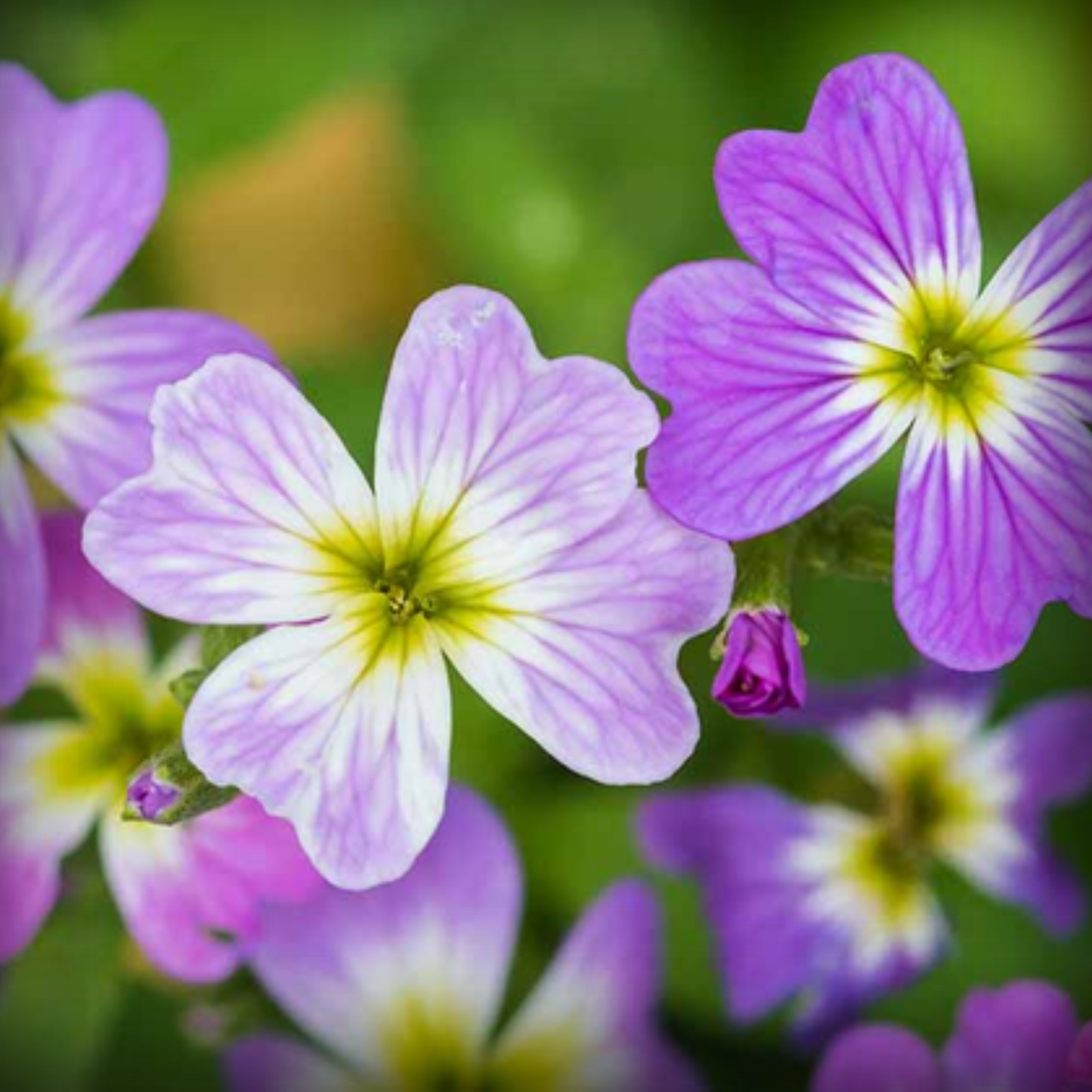 Cheiranthus Maritimus Seed – 100 Seeds