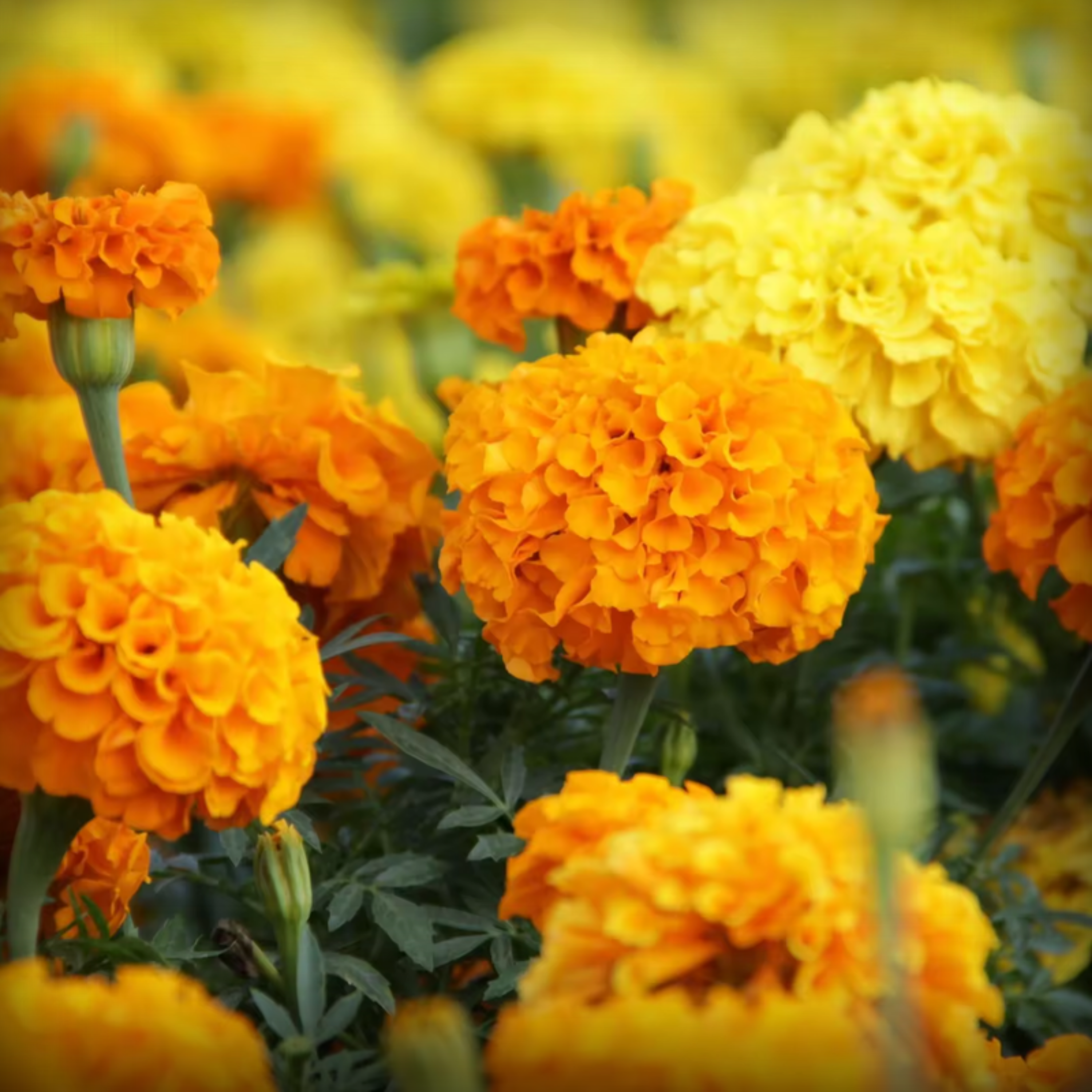 Marigold Yellow Seeds - 50 Seeds