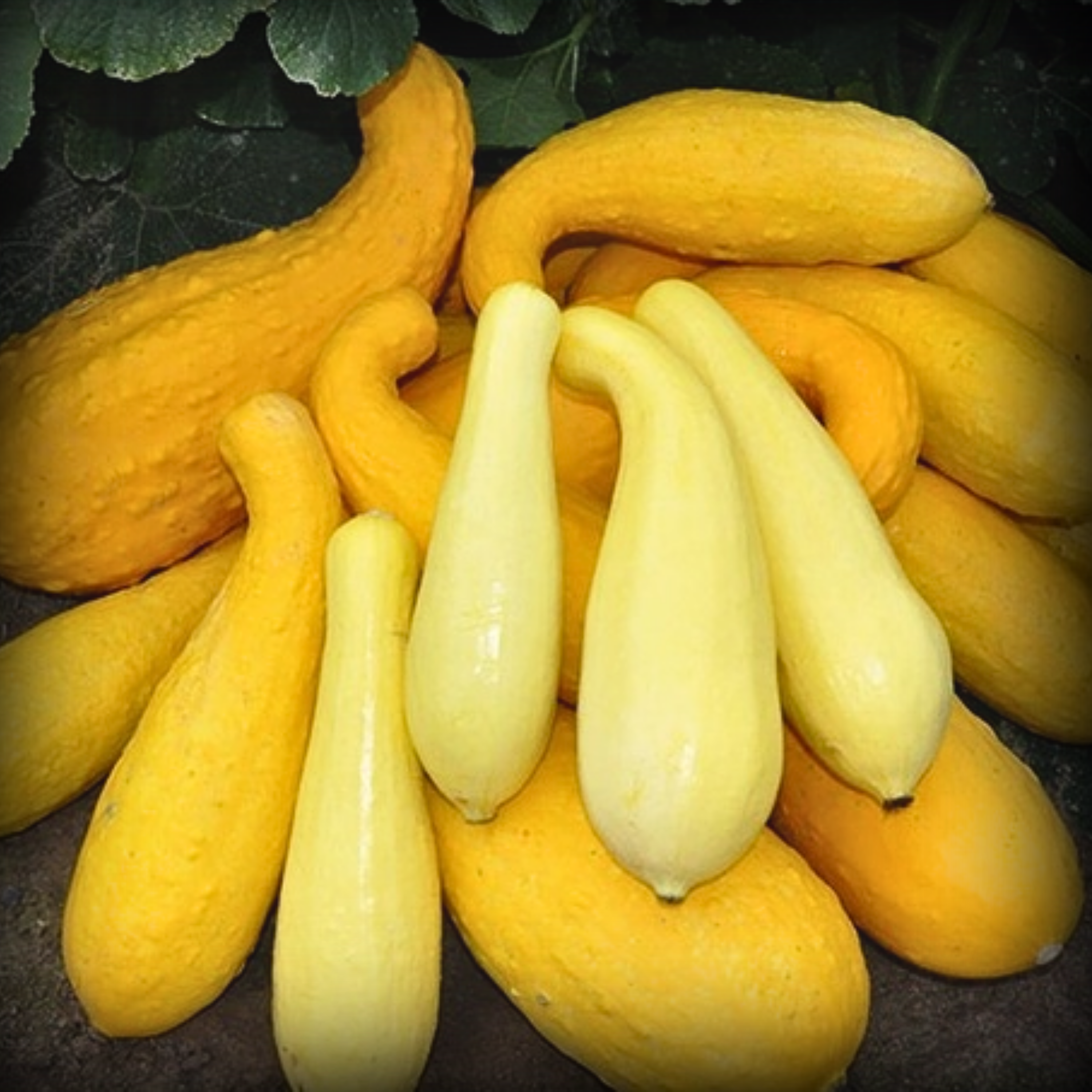 Hybrid Squash Seed 10 Seeds