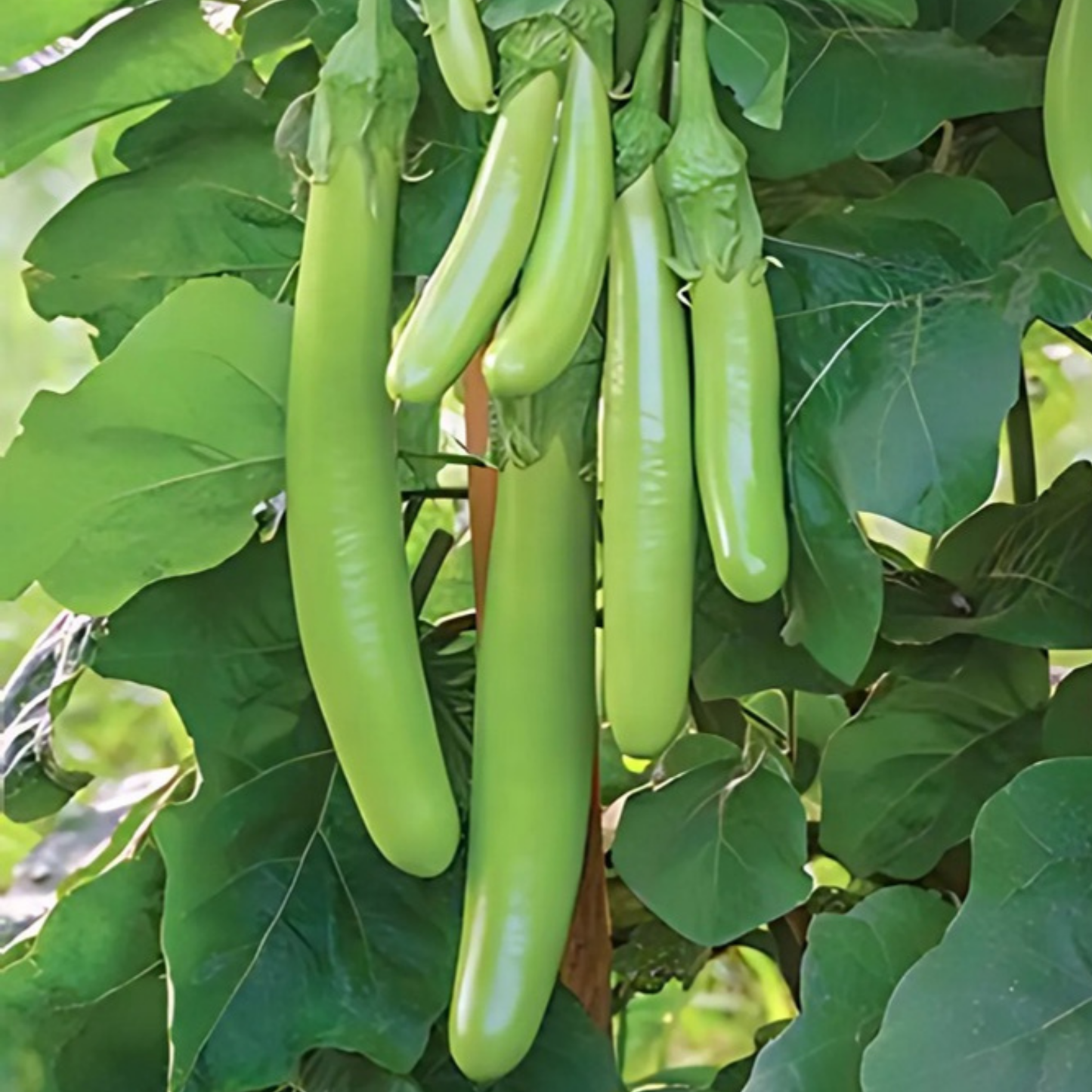 Brinjal Green Long Seeds - 50 Seeds