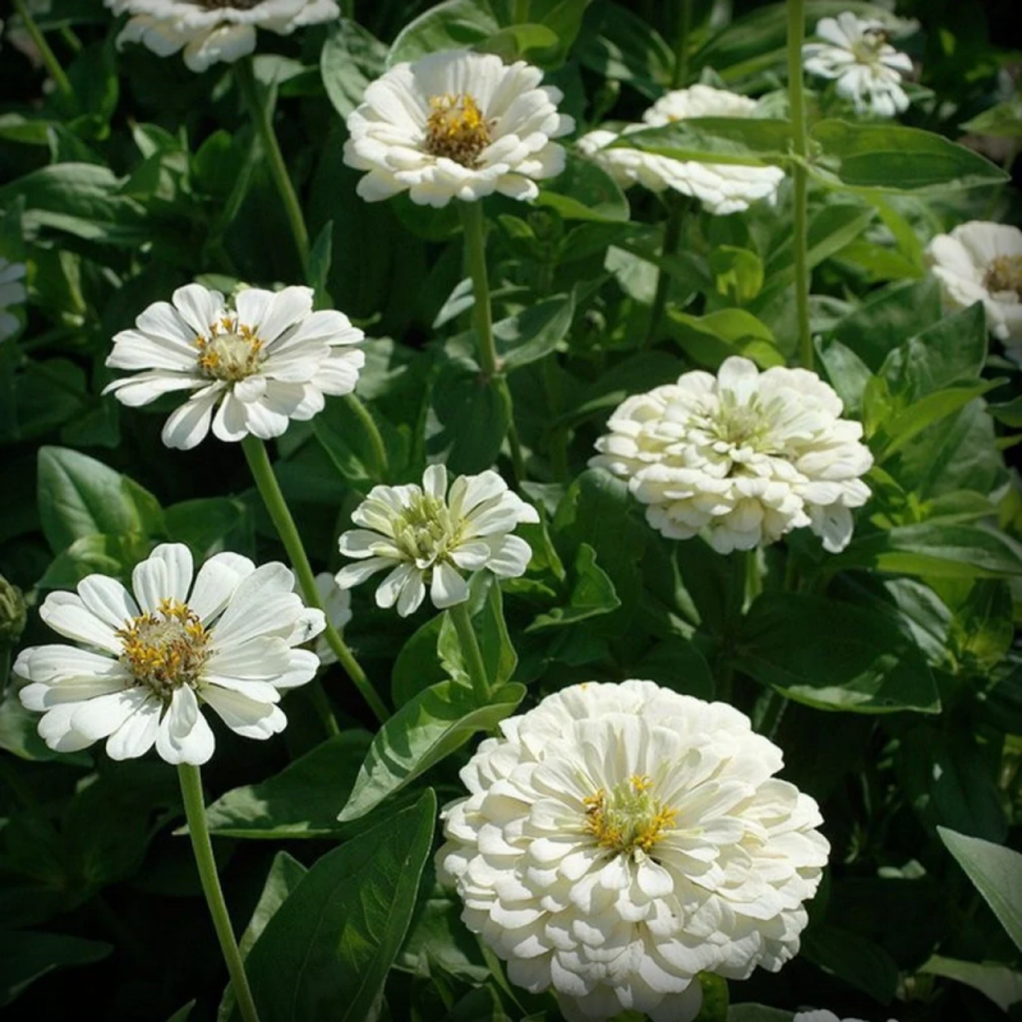 Zinnia Polar Bear – 50 Seeds