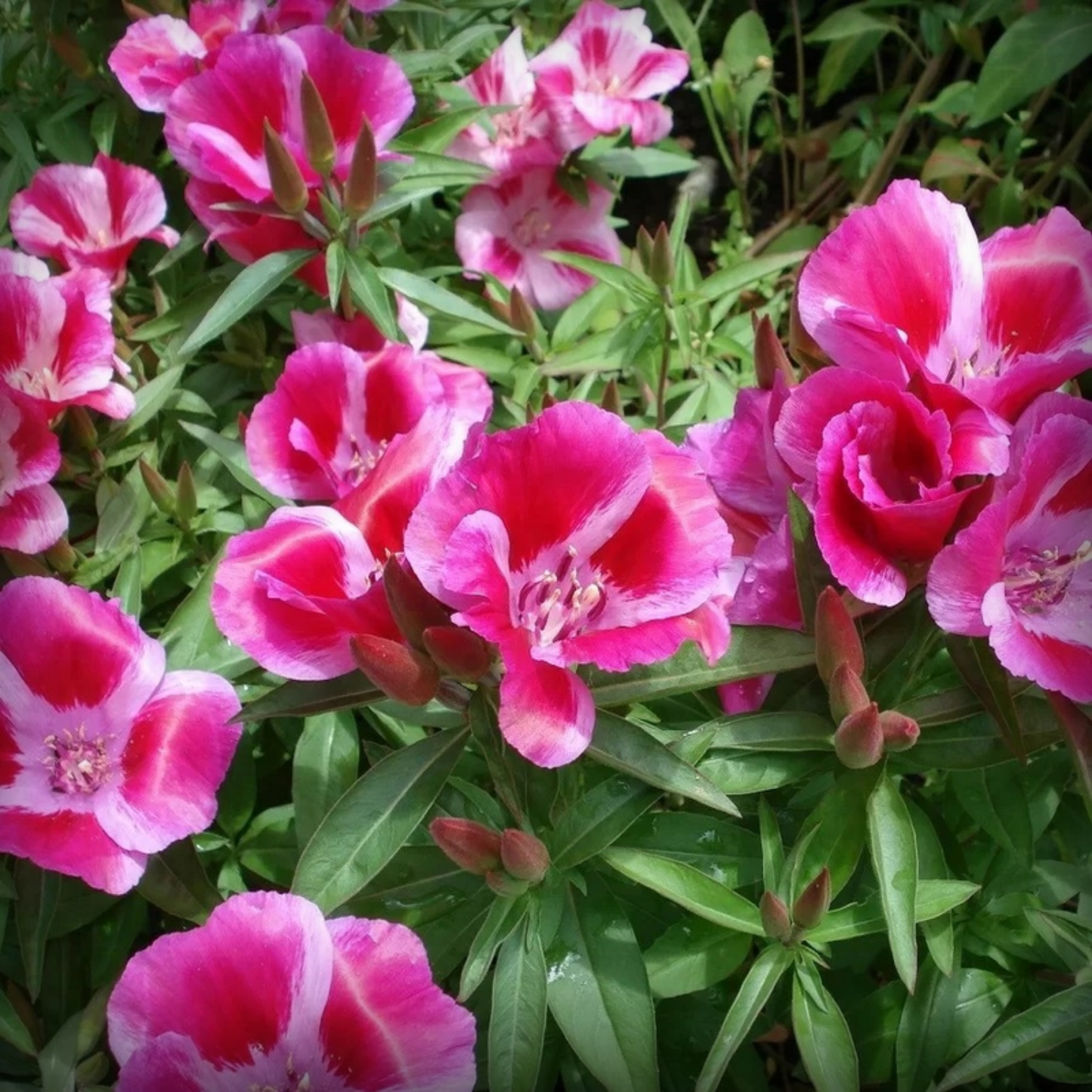 Godetia Seeds - 50 Seeds
