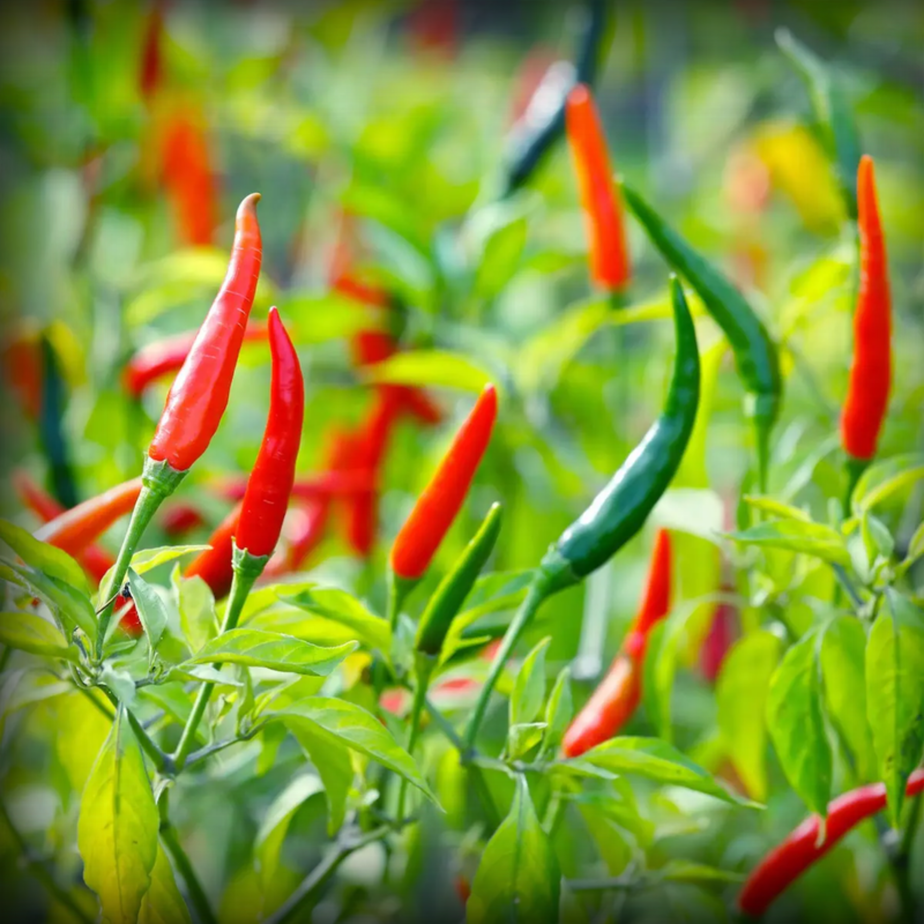 Hybrid Chilli Seeds - 25 Seeds
