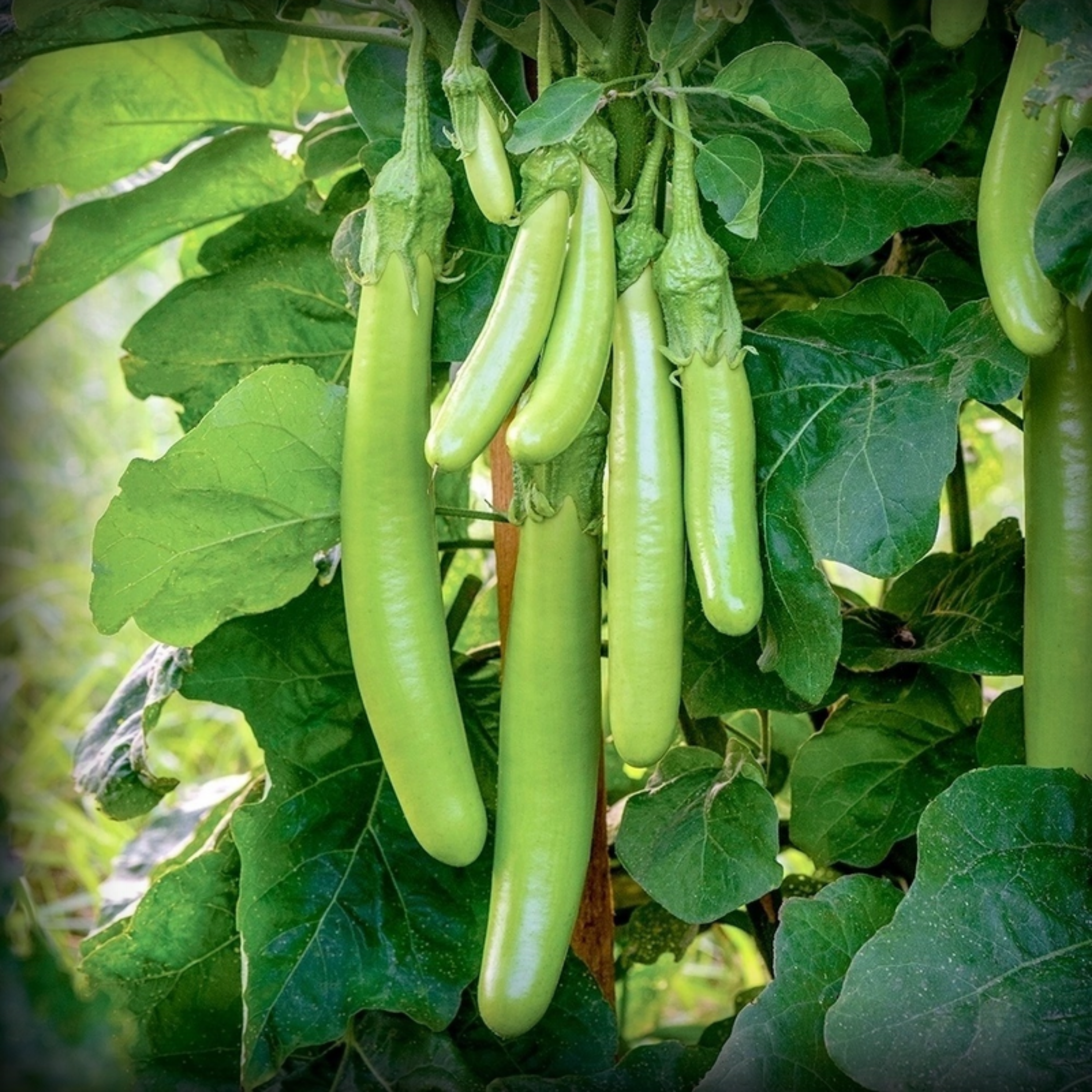 Hybrid Brinjal Green Long Seeds - 25 Seeds