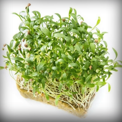 Coriander Microgreen Seeds – 50g