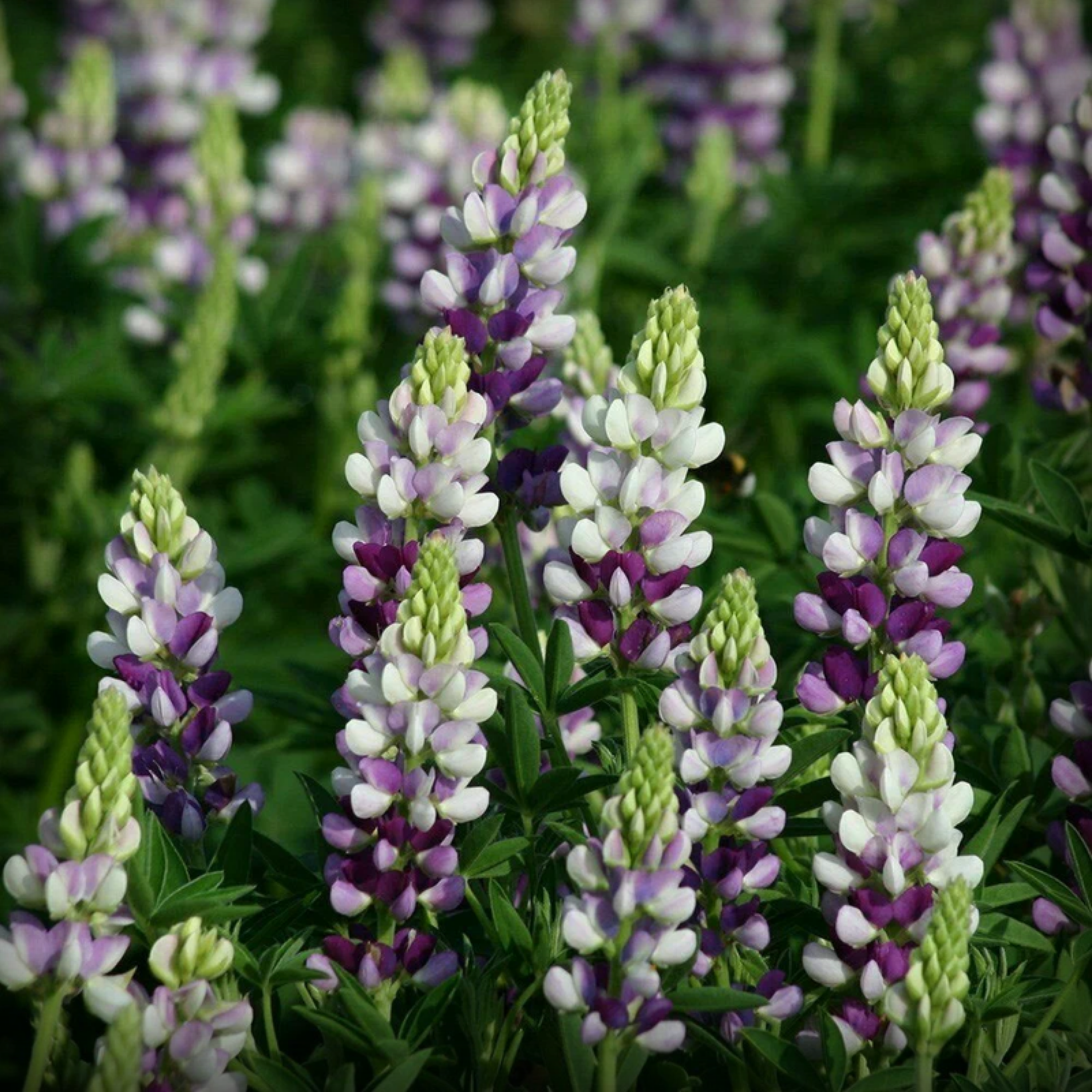 Lupin Pixie Delight Seed- 20 Seeds