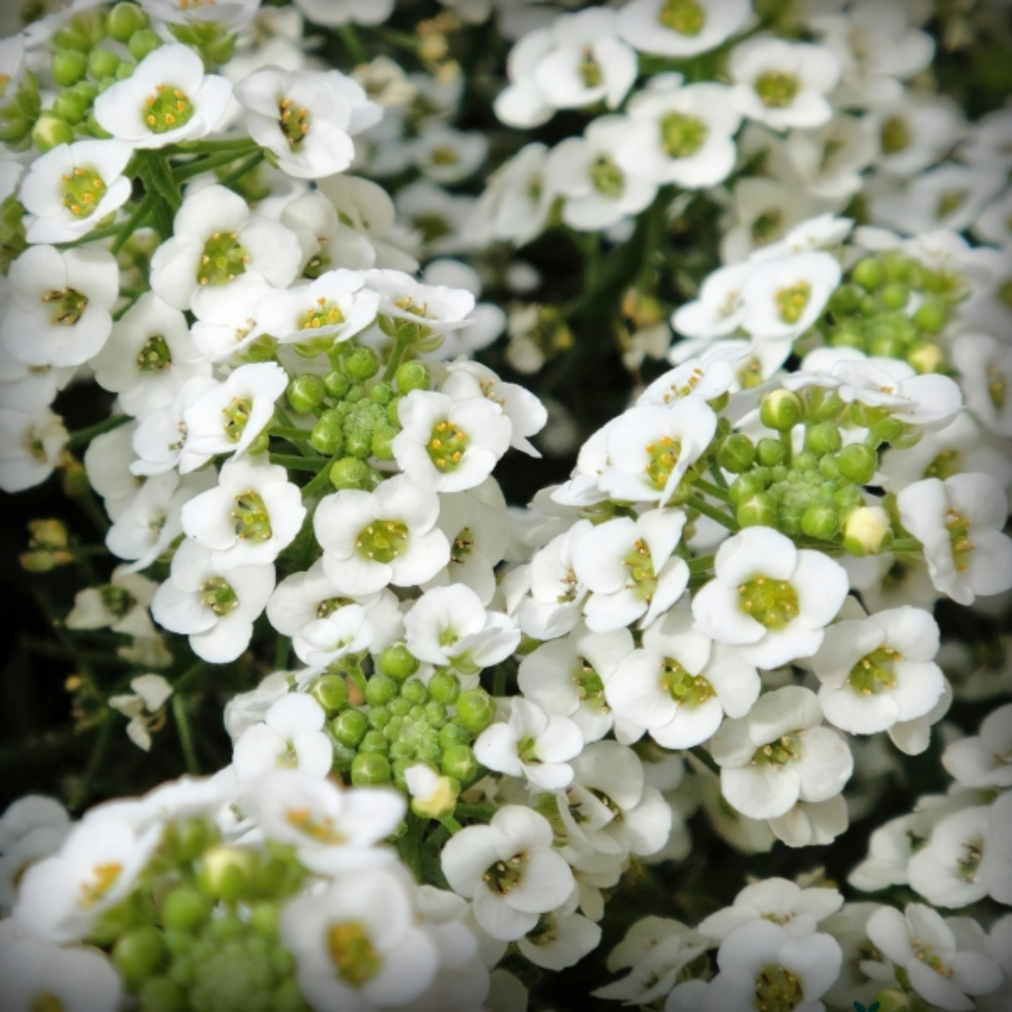 Allysum Seed - 50 Seeds