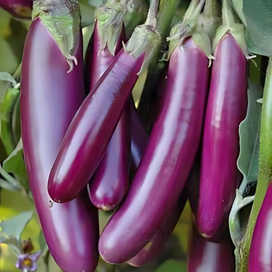 Brinjal Purple Long Seeds - 50 Seeds
