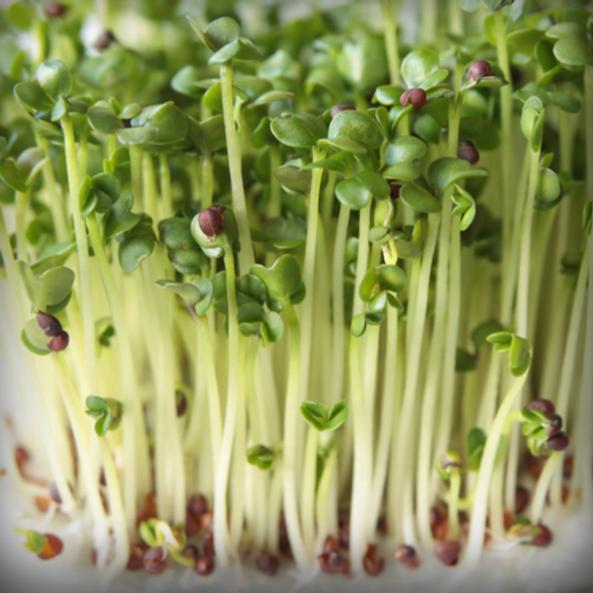Broccoli Microgreen Seeds – 50g