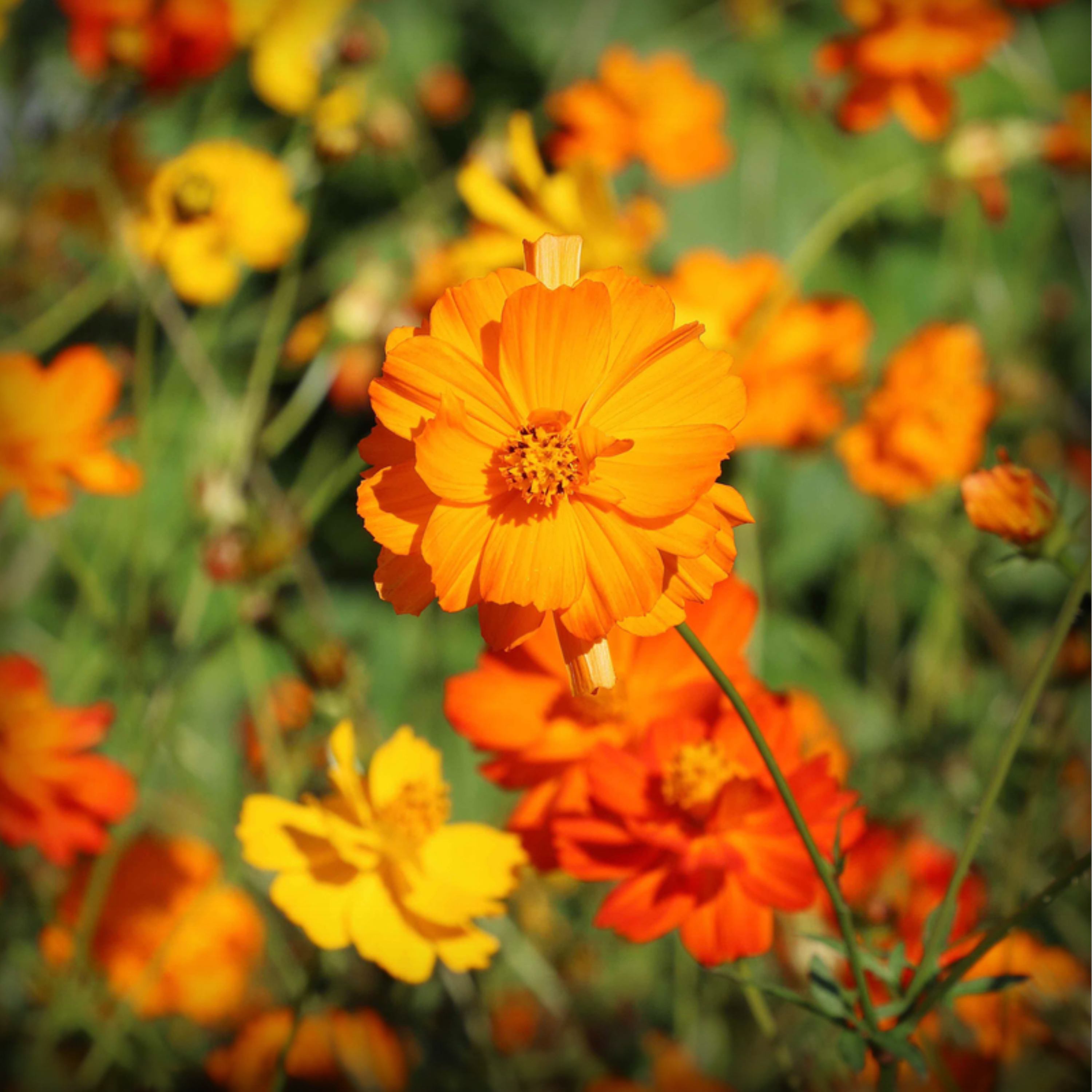 Cosmos Bright Yellow Seeds - 20 Seeds