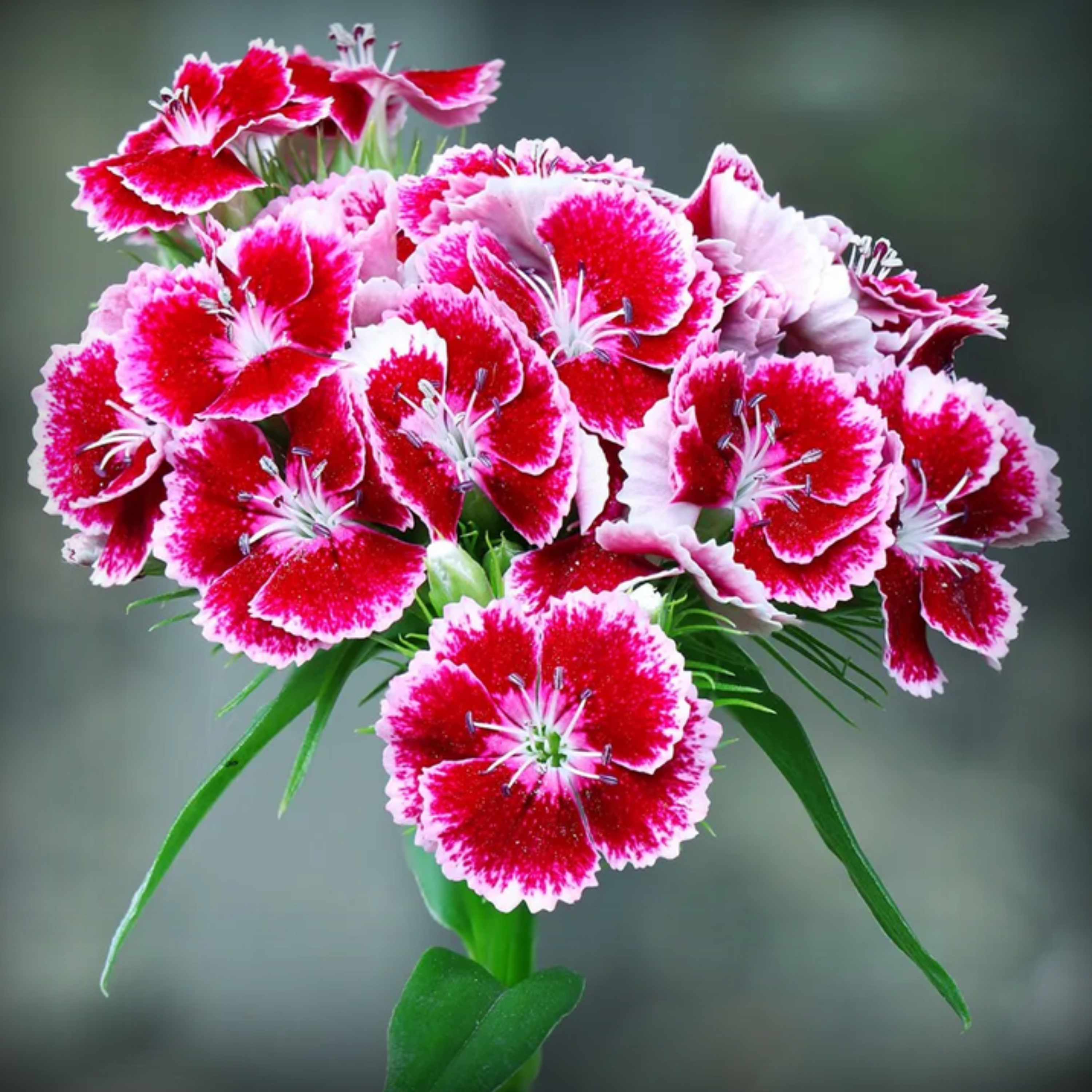 Dianthus Seeds - 50 Seeds
