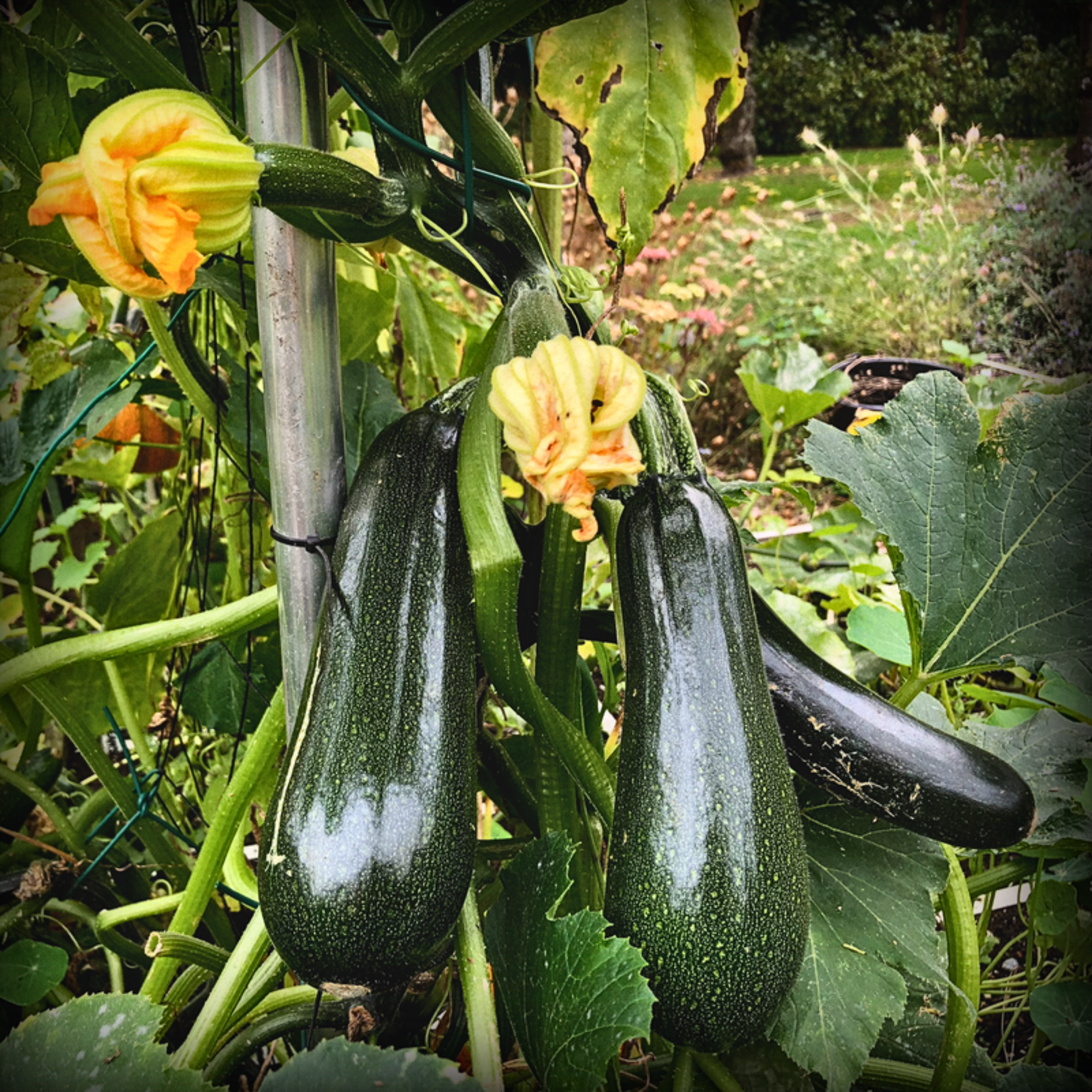 Hybrid Zucchini Seeds - 10 Seeds