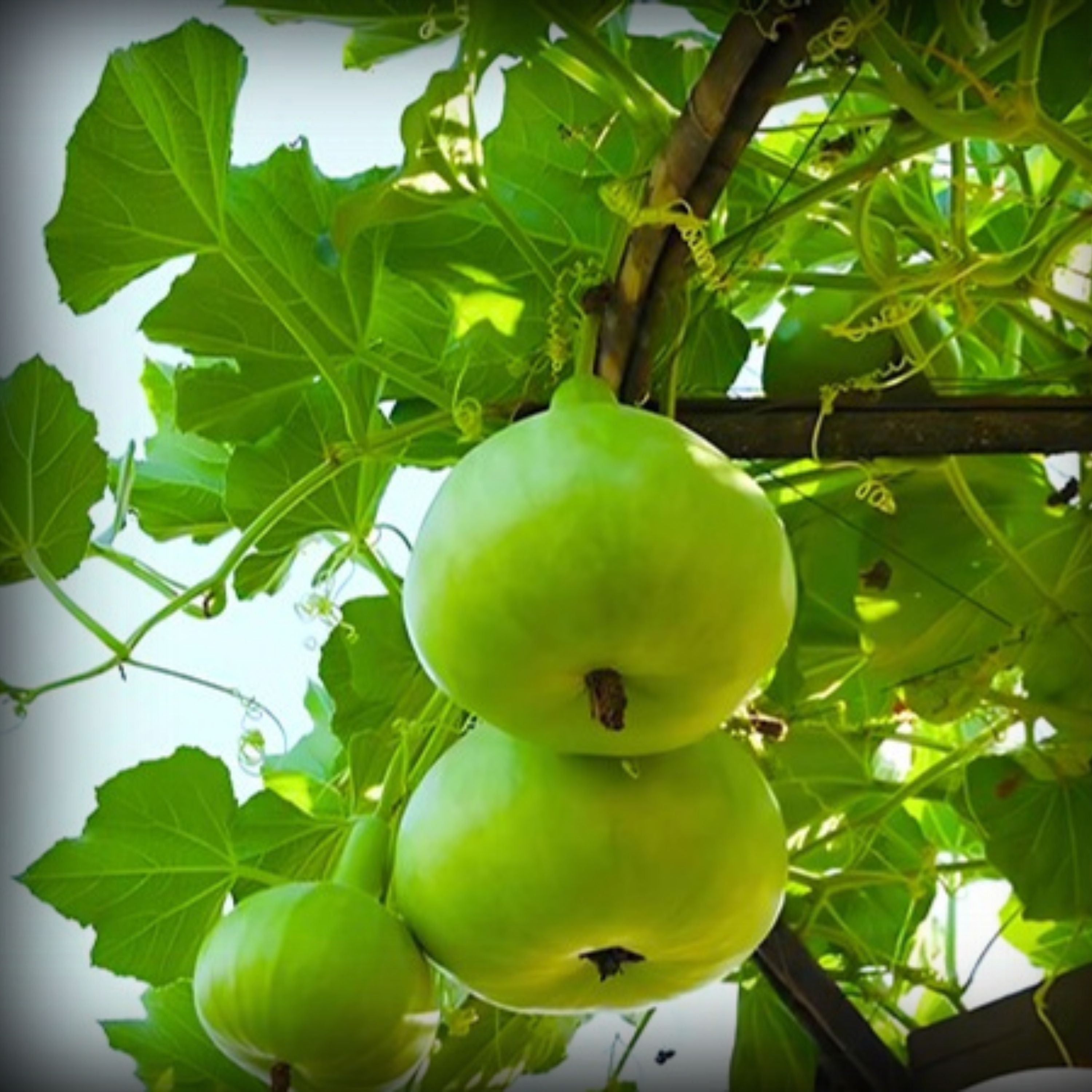 Hybrid Bottle Gourd Round Seeds - 10 Seeds