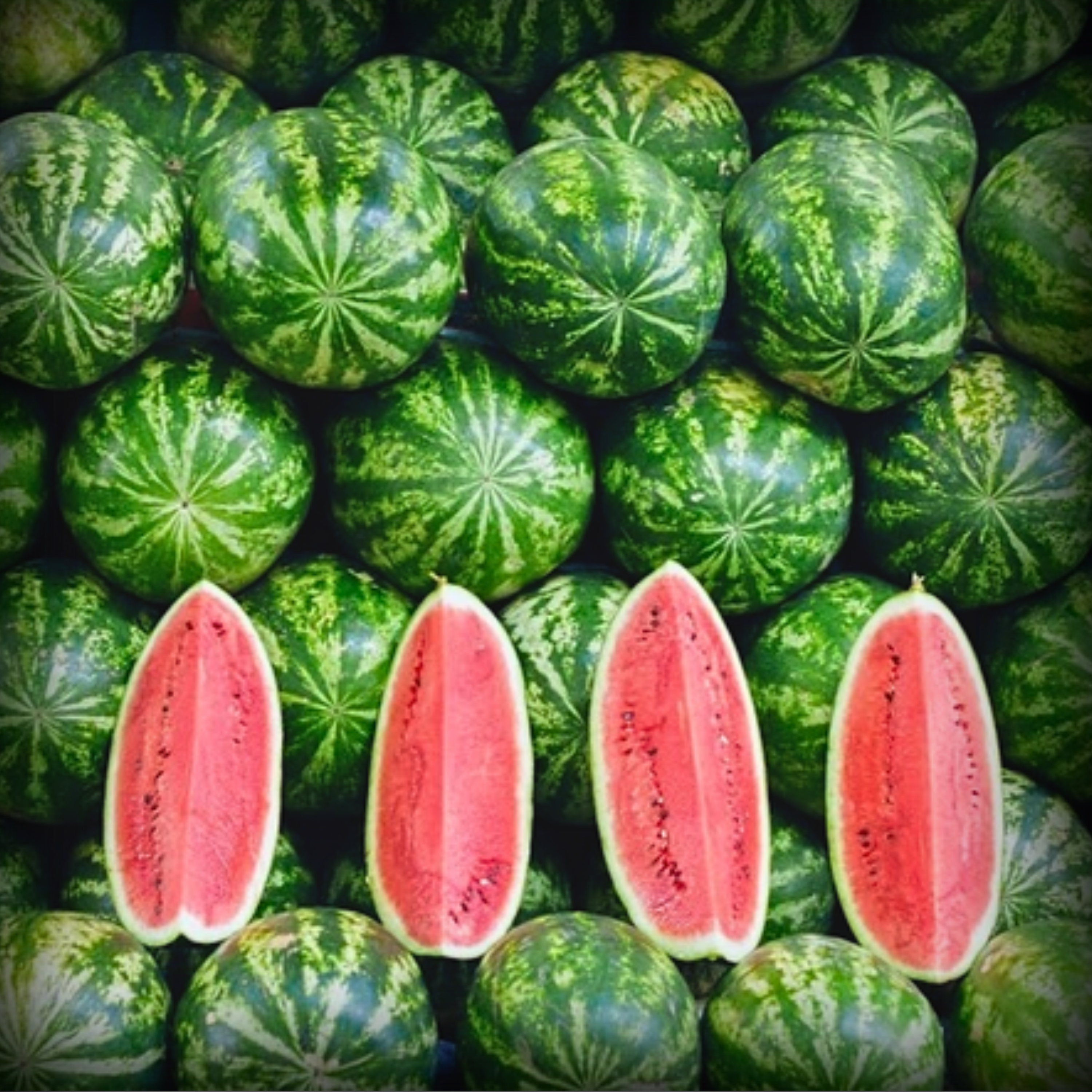 Hybrid Watermelon Icebox Seeds - 10 Seeds
