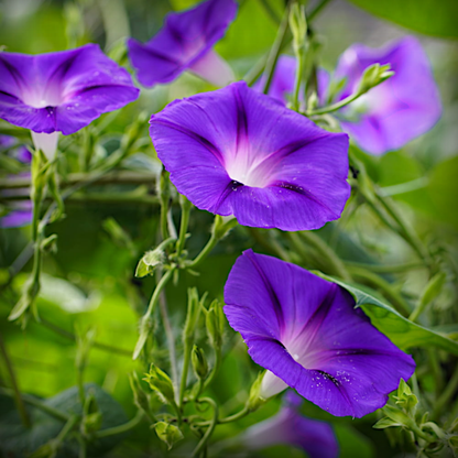 Ipomoea Seeds - 20 Seeds