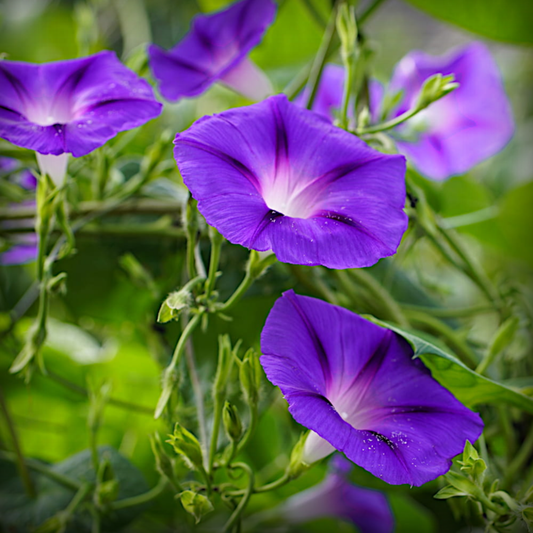 Ipomoea Seeds - 20 Seeds