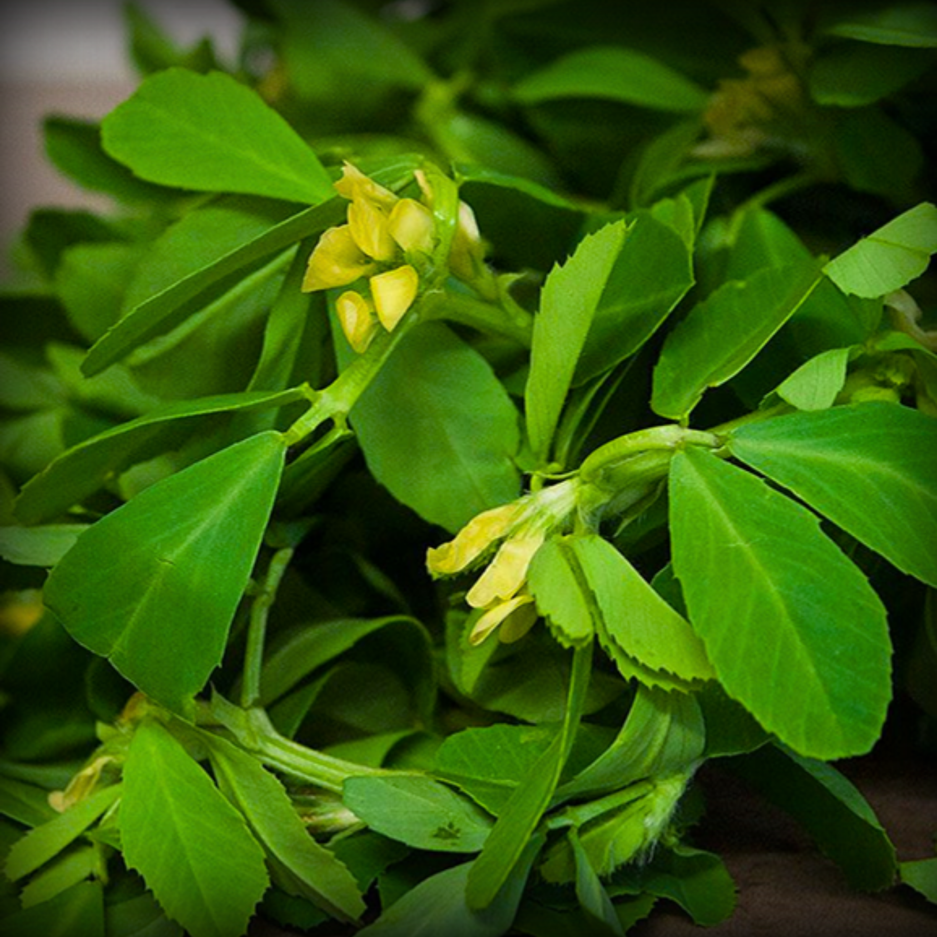 Fenugreek Seeds - 500 Seeds