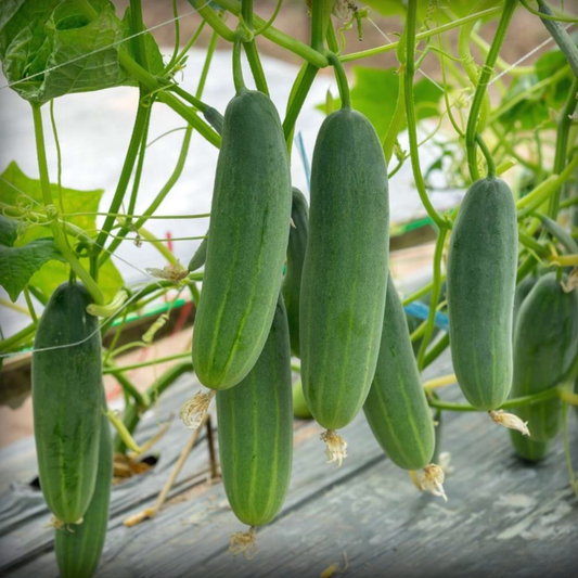 Cucumber Seeds - 20 Seeds