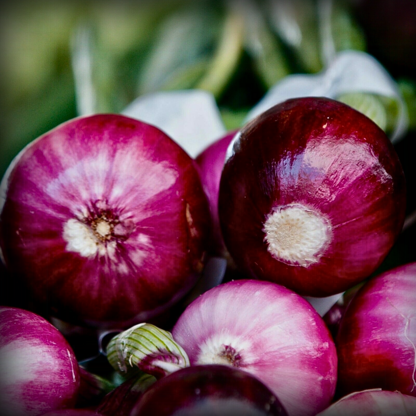 Hybrid Onion Vegetable Seeds - 100 Seeds
