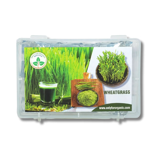 Wheat Grass Seeds - 1000 Seeds.