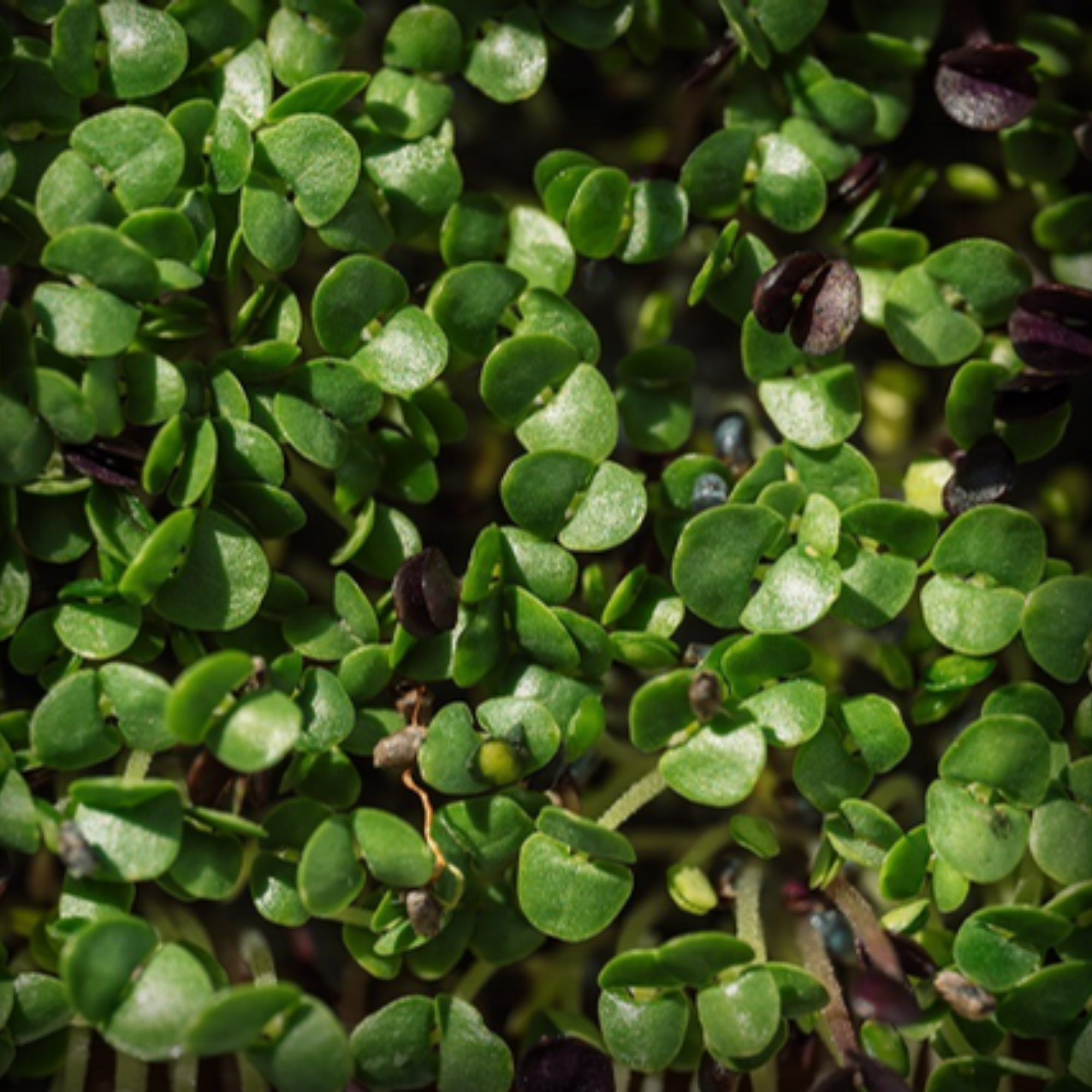 Basil Microgreen Seeds – 50g