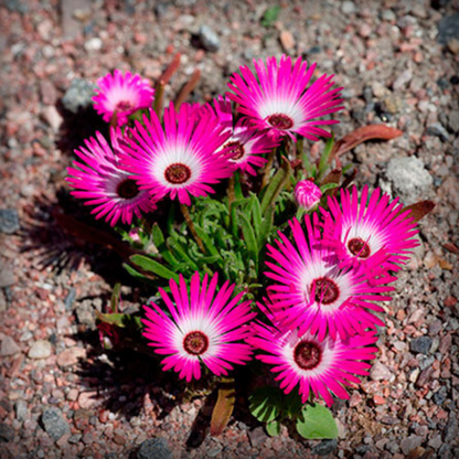 Mesembryanthemum Seeds - 50 Seeds