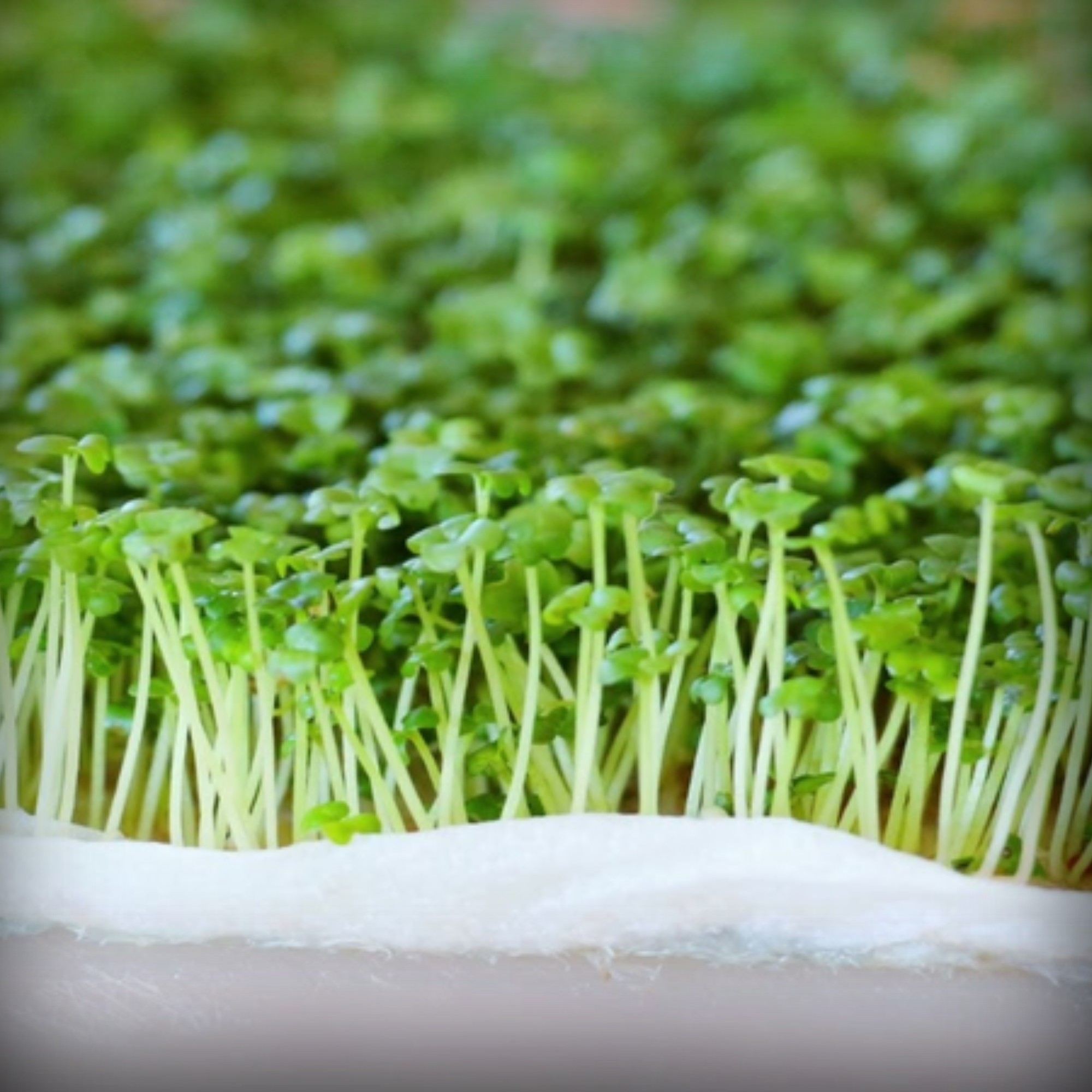 Mustard Microgreen Seeds – 50g