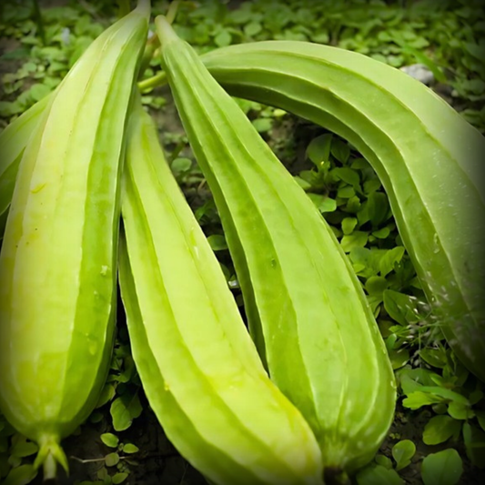 Ridge Gourd Seeds - 20 Seeds