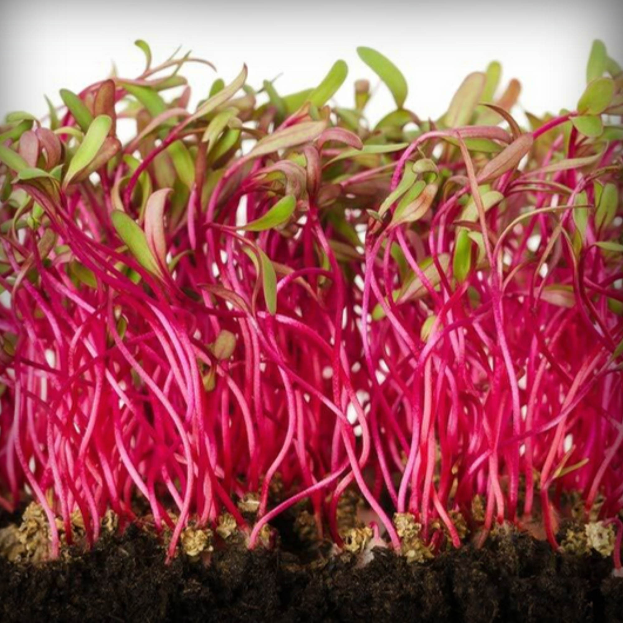 Beetroot Microgreen Seeds – 50g