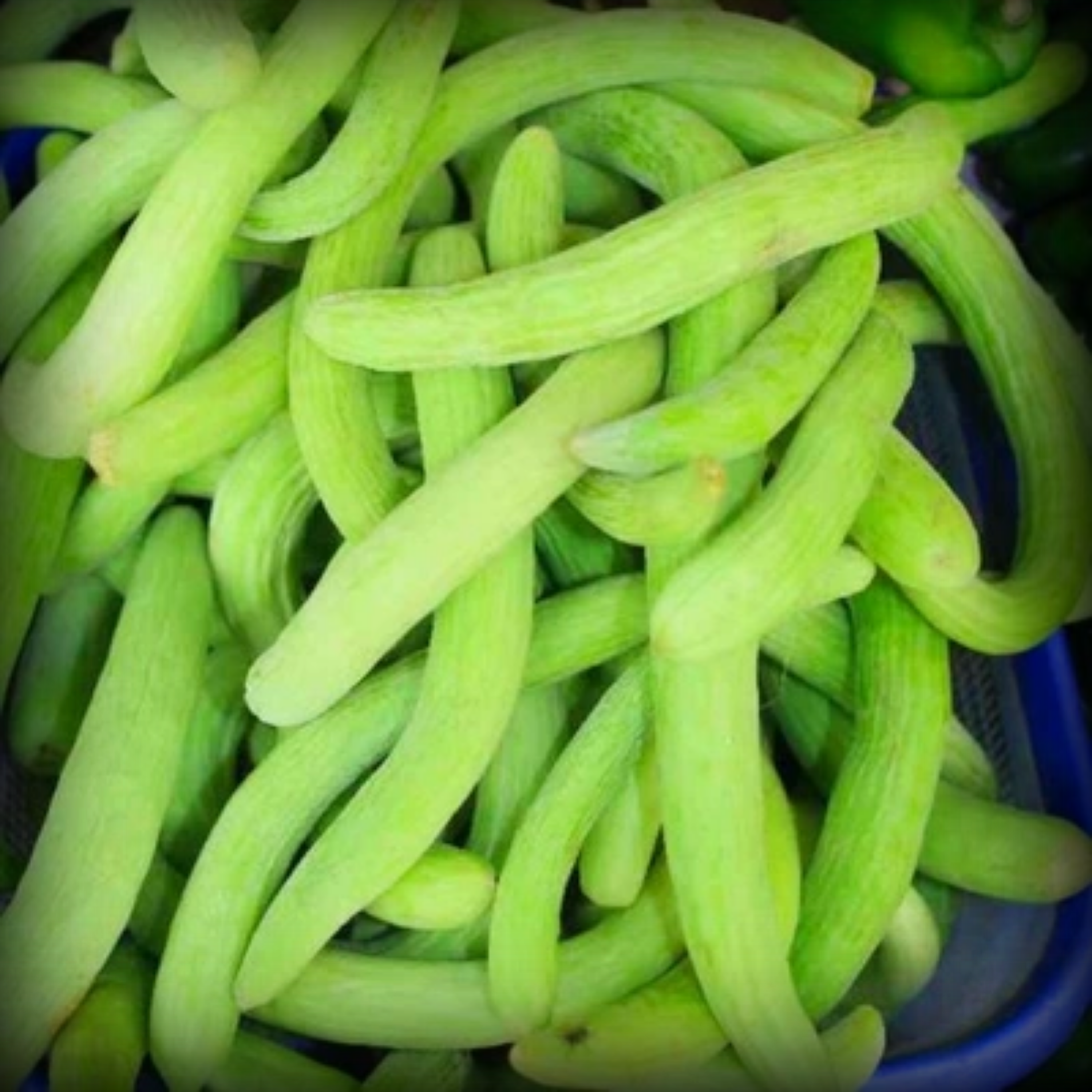Long Melon Seeds - 20 Seeds