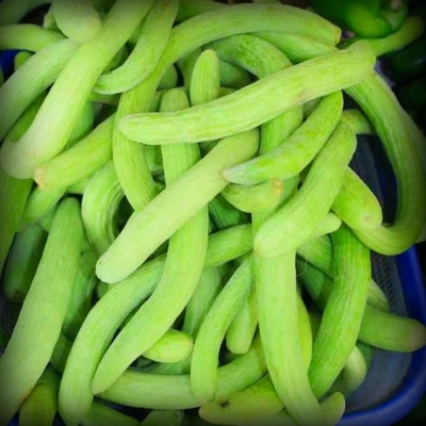 Long Melon Seeds - 20 Seeds