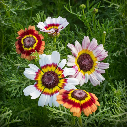 Chrysanthemum Carinatum Flower Seeds - 50 Seeds