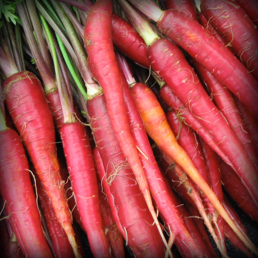Red Carrot Seeds - 200 Seeds