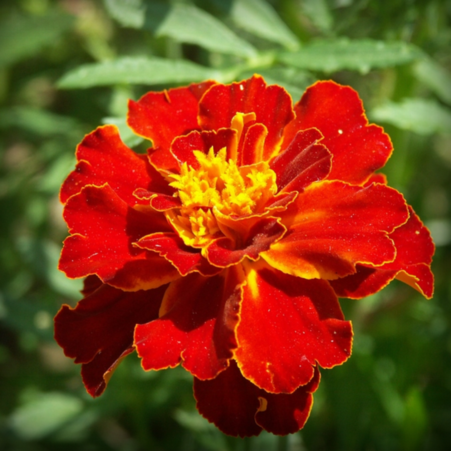 Marigold Scarlette Red Seeds - 50 Seeds