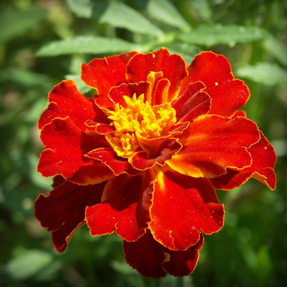 Marigold Scarlette Red Seeds - 50 Seeds