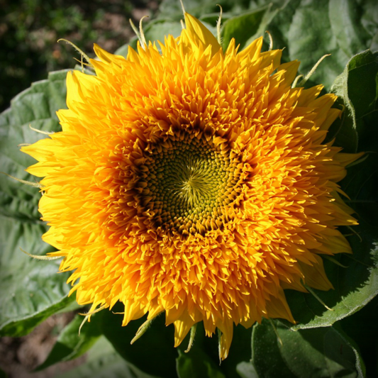 Sunflower Teddy Bear Seeds - 20 Seeds