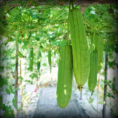 Hybrid Sponge Gourd Seeds - 10 Seeds