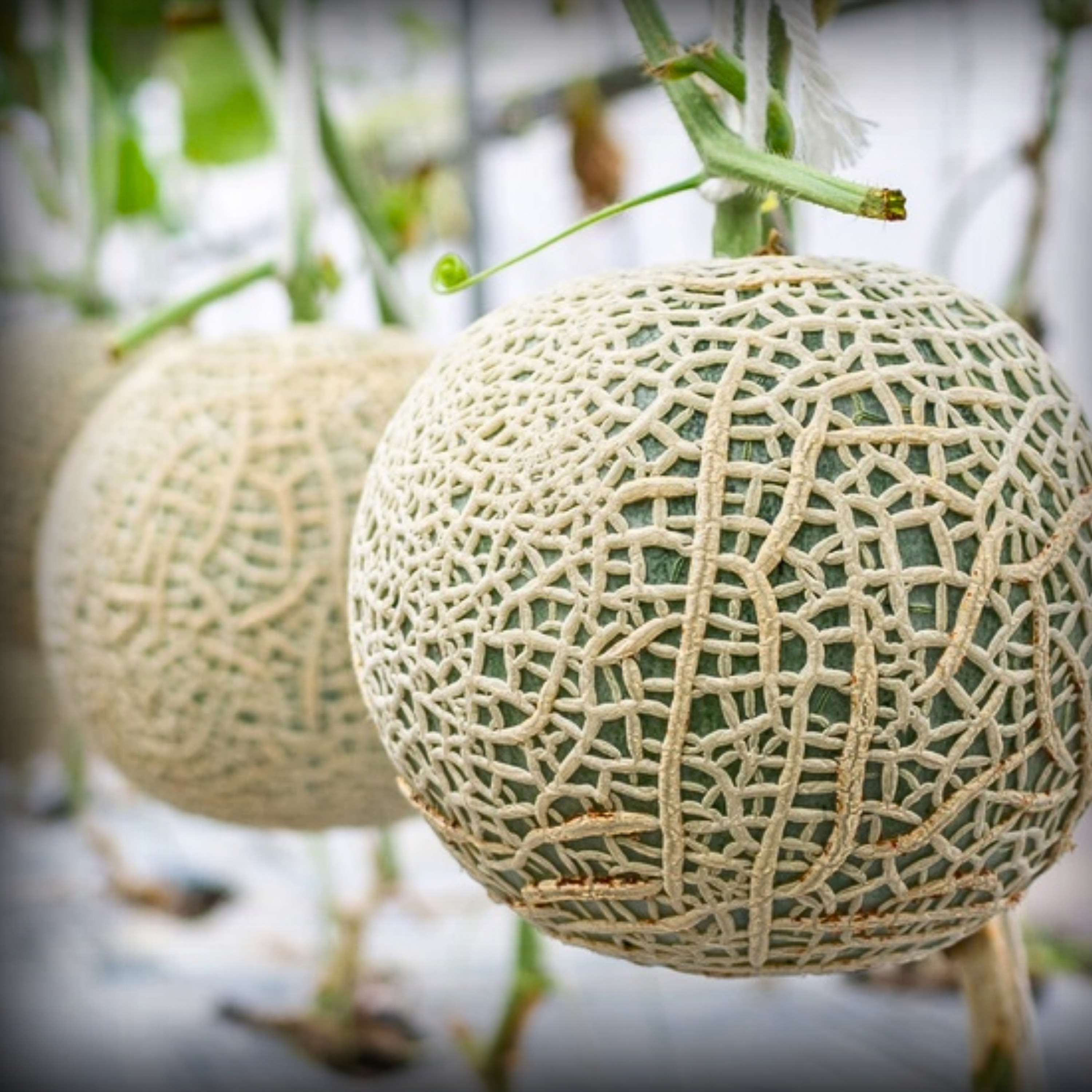 Hybrid Muskmelon Seeds - 10 Seeds