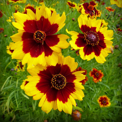 Calliopsis Tall Seed -100 Seeds