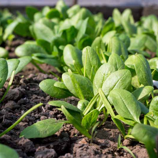 Baby Spinach Seeds - 500 Seeds