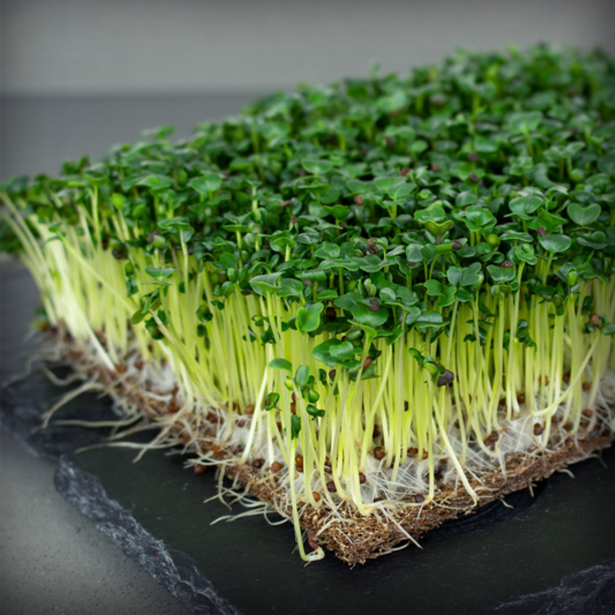 Cabbage Green Microgreen Seeds – 50g