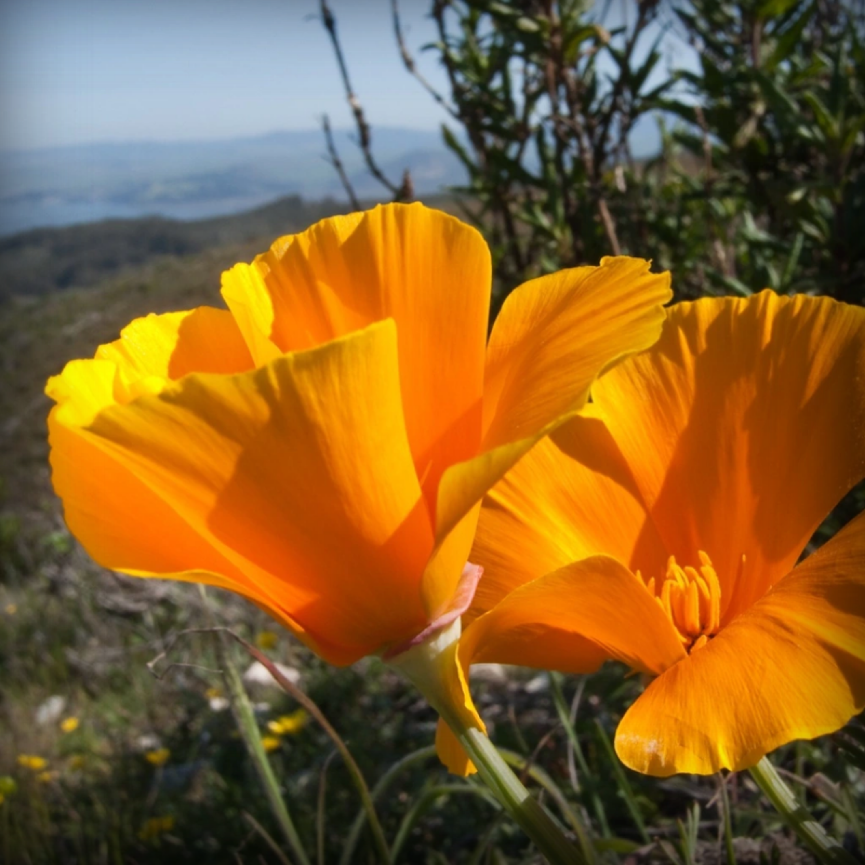 California Poppy Flower Seeds - 50 Seeds