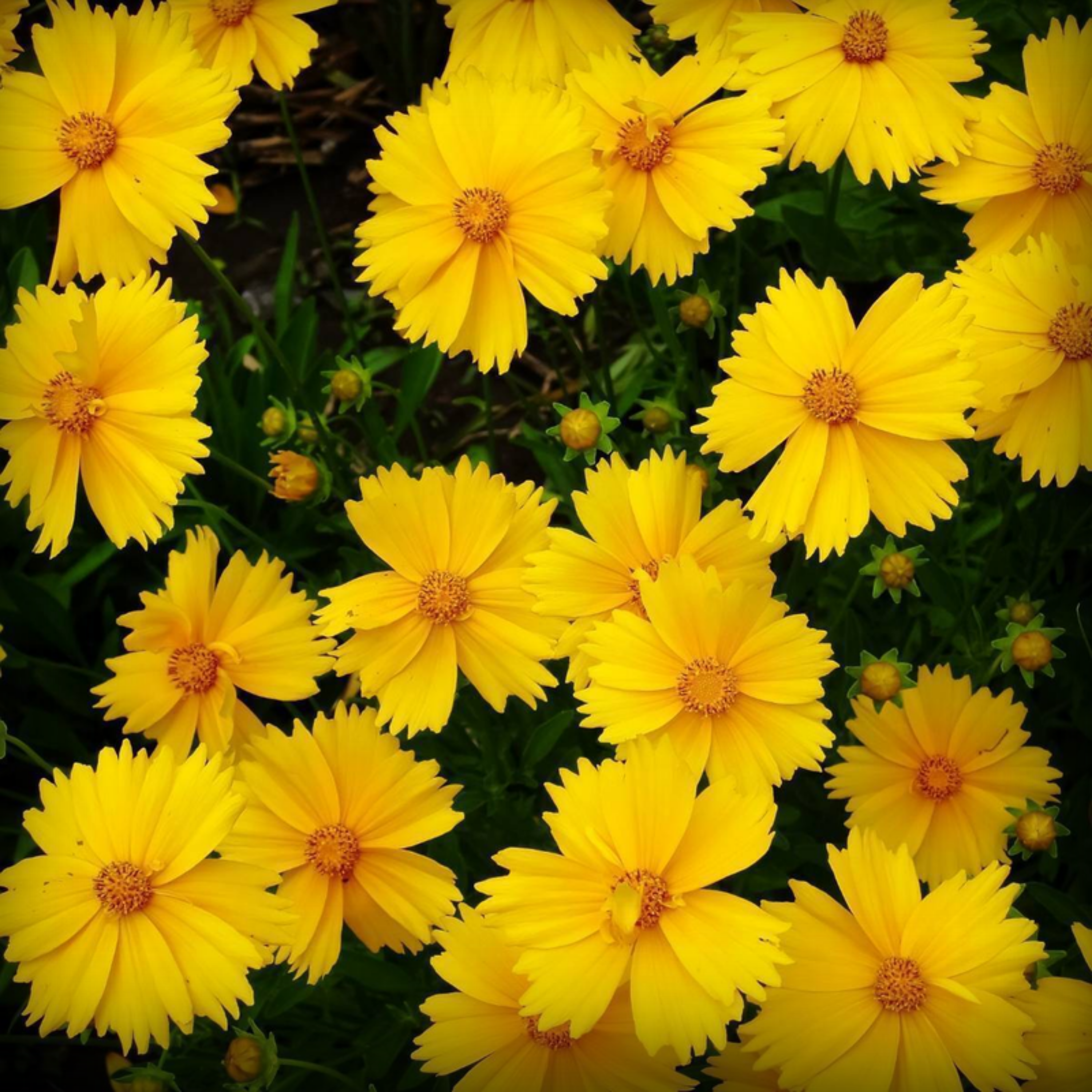 Coreopsis Seeds - 50 Seeds